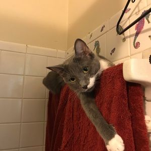 Meet your Posher, Norma